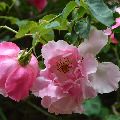 Gärtnerei - Rosa Madame Grégoire Staechelin - rosa - ramblerrosen - diskret duftend - Pedro (Pere) Dot - Eine besondere, blassrosa Rose mit etwas ungeordneter Blütenform. Ihre großen, dekorativen Hagebutten schmücken ihren Laub auch nach der BLütezeit.